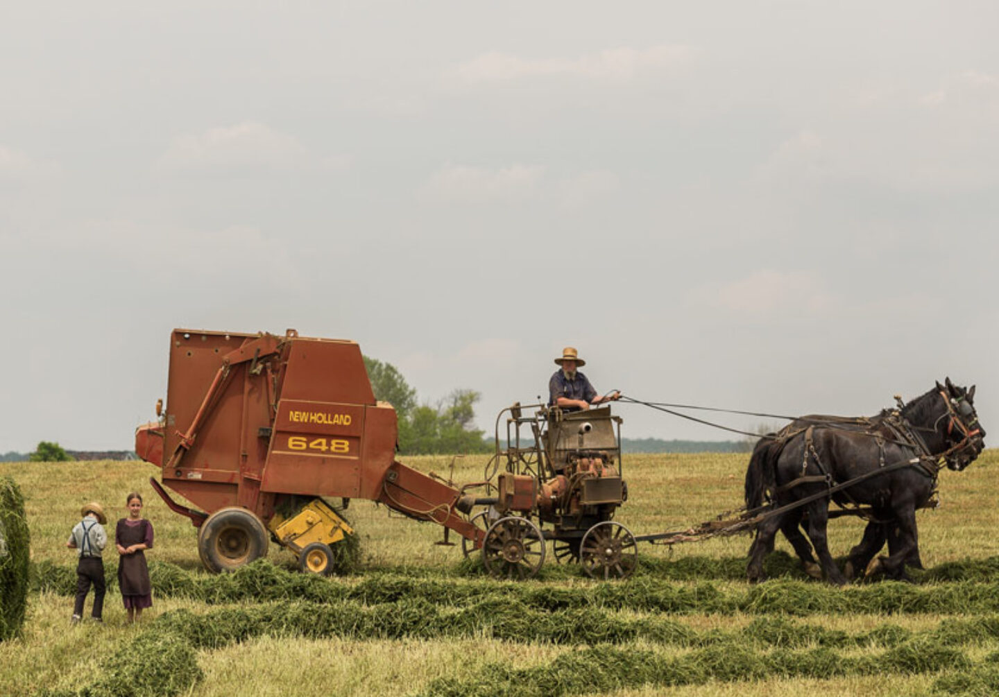 horse-farm horse-farm